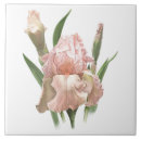 Recherche de barbu carreaux Iris