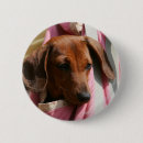 Recherche de teckel badges Teckel miniature lisse haired