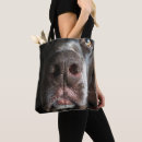 Recherche de nez photographie Chiens