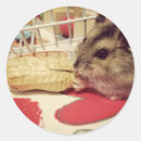 Zoek naar hamsters stickers Dwerghamster