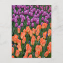 Zoek naar paarse tulpen briefkaarten Natuur