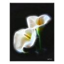 Recherche de de zantedeschia posters Calla