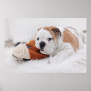 Zoek naar engelse buldog posters Puppy