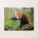 Recherche de panda puzzles Pour les enfants