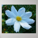 Recherche de fleur de cosmos posters Photographie de la nature