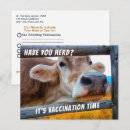 Recherche de troupeau cartes postales Vache