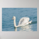 Recherche de lac cygne posters Paisible