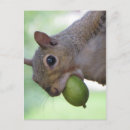 Recherche de pleins cartes postales Animal
