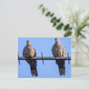 Recherche de tourterelles cartes postales Nature