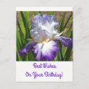 Recherche de iris pourpre et blanc Photographie