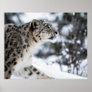 Zoek naar sneeuw luipaarden posters Kat
