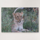 Recherche de fierté photographie Faune