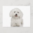 Recherche de maltais cartes postales Canine