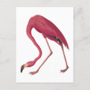 Recherche de flamand rose cartes postales Tropical