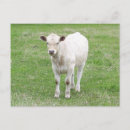 Recherche de veaux cartes postales Vaches