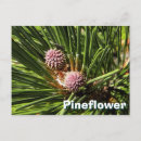 Recherche de arbre de sapin cartes postales Vert