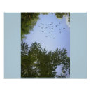 Recherche de oiseaux bleus posters Nature