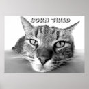 Recherche de grands chats posters Animaux