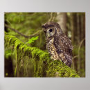 Zoek naar strix posters Uil