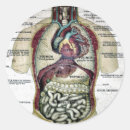 Recherche de anatomique autocollants Illustration