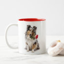 Recherche de de sheltie D'anniversaire