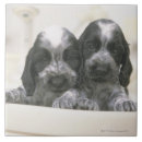 Recherche de cocker carreaux Animal