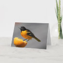 Recherche de baltimore vœux cartes Oiseau
