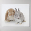 Zoek naar twee konijnen posters Natuur