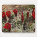 Zoek naar cactus bloemen muismatten Cactussen