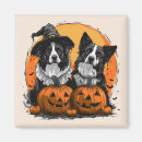 Zoek naar border collie magneten Puppy
