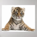 Recherche de faune art Regarder l'appareil photo