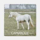 Recherche de cheval camargue magnets Étalon