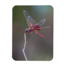 Recherche de selle magnets Animal