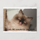 Recherche de salutation de minou Félin