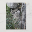 Recherche de leopard cartes postales Photographe