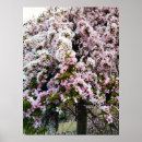 Recherche de arbre japonais posters Fleurs