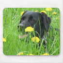 Recherche de labrador retriever noir tapis souris Laboratoire