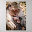 Zoek naar baby aap posters Babydieren