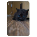 Recherche de de chaton magnets Photographie