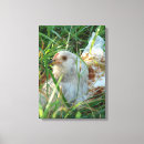 Recherche de coq impressions sur toile Poulet