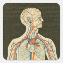 Zoek naar anatomie stickers Hart