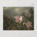Recherche de tropiques cartes postales Floral
