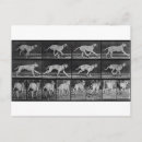 Zoek naar doge briefkaarten Fotografie