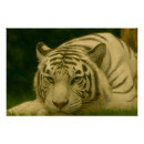 Recherche de reposant posters Photographie de la faune