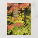 Recherche de bouleau blanc cartes postales Automne