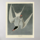 Recherche de hirundo posters Oiseau