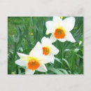 Recherche de jonquilles cartes postales Nature