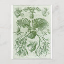Recherche de haeckel cartes postales Ernst