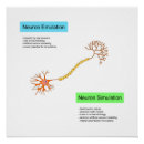 Zoek naar neuronen posters Wetenschap