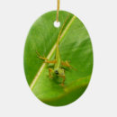 Recherche de lézards ornements Nature